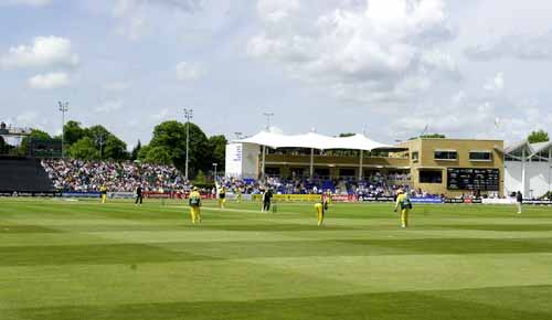 cricket03.jpg
